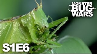 MONSTER BUG WARS  Rainforest Rampage  S1E6 [upl. by Kolk837]