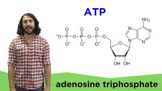 Metabolism and ATP [upl. by Domonic]