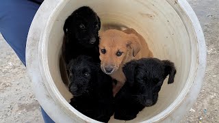 We went to rescue two puppies but ended up saving them all [upl. by Atinot]