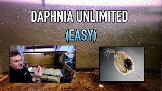 How I Raise Daphnia Water Fleas And You Can Too [upl. by Najib4]