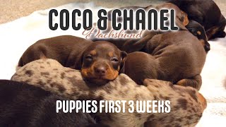 Miniature Dachshund Puppies  First 3 weeks [upl. by Geno]