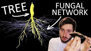 Hidden Mycorrhizal Networks [upl. by Illac968]