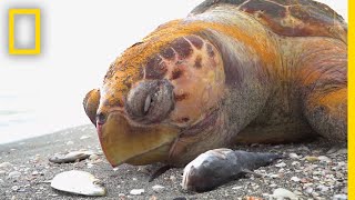 See The Red Tide That Is Devastating Floridas Sea Life  National Geographic [upl. by Spike]