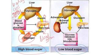 How Insulin and Glucagon Work [upl. by Fontana]