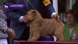 Norwich Terriers  Breed Judging 2021 [upl. by Helga]