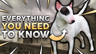 BULL TERRIER 101 Everything You Need To Know About Owning a Bull Terrier Puppy [upl. by Ahtenek]