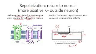 polarization depolarization repolarization of a neuron [upl. by Leamaj152]