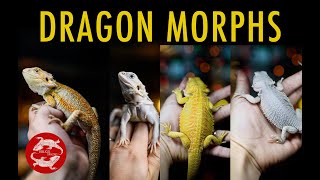 Bearded Dragon Morphs and How to Identify Yours [upl. by Czarra177]