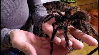 Tarantulas Lasiodora parahybana [upl. by Wyly818]