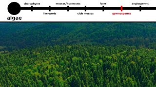 Gymnosperms LongDistance Pollination [upl. by Amathist564]