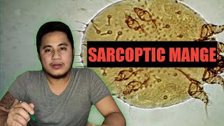 Sarcoptic Mange  Galis Aso Symptoms Causes and Treatment  TAGALOG  CITYBEARS VLOG9 [upl. by Kiri582]