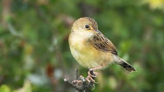 Goldenheaded Cisticola as seen in Australia [upl. by Radke]