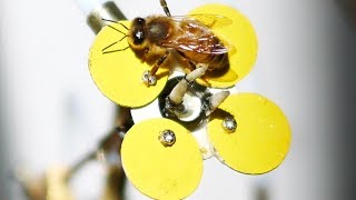 Synthetic Polleniser could help depleting bee population [upl. by Adnoloy712]