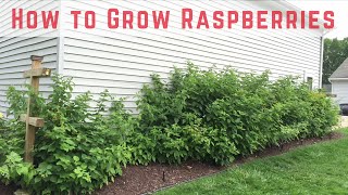 How to Start Growing Raspberries Compilation [upl. by Nnaharas]