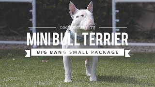 ALL ABOUT MINIATURE BULL TERRIERS CUTE AND POWERFUL [upl. by Terhune933]