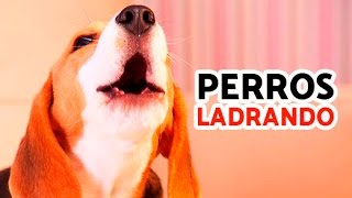 12 Perros Ladrando Muy Fuerte para molestar a tu perro o gato HD [upl. by Haldi705]