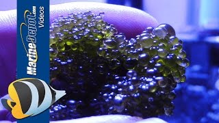 Aquarium Algae Control Bubble Algae Dinoflagellates Bryopsis amp Turf Algae  Part 2 [upl. by Homerus600]