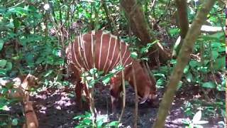 Congo Brazzaville Bongo and Forest Sitatunga Hunt [upl. by Bohrer]