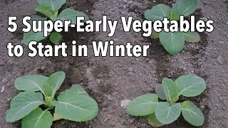 5 SuperEarly Vegetables to Start in Winter [upl. by Homans527]