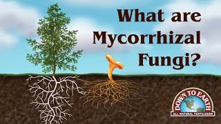 What Are Mycos Down To Earth Fertilizers [upl. by Kohcztiy]