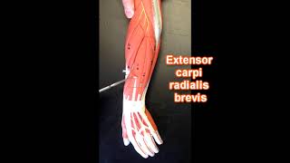 Muscles of the Forearm [upl. by Ah]