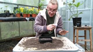 How to grow calendula pot marigolds from seed [upl. by Leva]