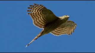 Sparrowhawk Bird Call Bird Song [upl. by Hakeber80]