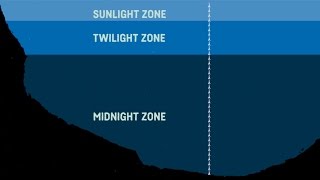 What Are The Sea Zones Explaining Deep Sea Exploration  Behind the News [upl. by Ecad]