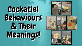 Cockatiel Behaviours and Their Meanings  TheParrotTeacher [upl. by Akins709]