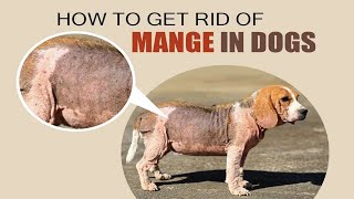 How to Treat Mange in Dogs at Home  Home Remedies for Mange in Dogs [upl. by Anastasia]