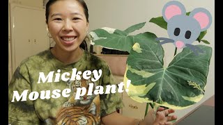 HOW TO CARE FOR XANTHOSOMA  MICKEY MOUSE PLANT [upl. by Erreid]