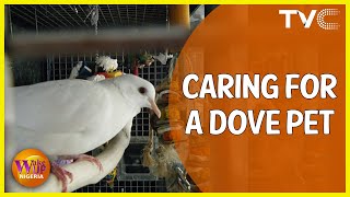 Domesticating Doves  What To Know About Having A Dove As A Pet [upl. by Acsirp]