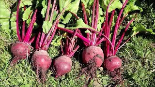 How to Grow Beetroot from Seed [upl. by Ahtekal]