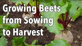 Growing Beets from Sowing to Harvest [upl. by Redman]