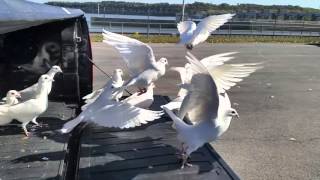 100 white doves [upl. by Laise]