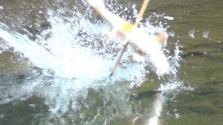 Bow Fishing Recurve BEST SHOTS 2012 [upl. by Conrado]