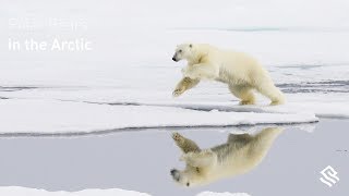 Polar Bears in the Arctic [upl. by Dryden]