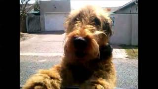 An Airedale Terrier Welcome [upl. by Adiaros977]