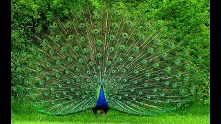 Beautiful Peacock Dance with natural sound  Pets Planet [upl. by Androw]