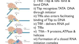 Transcription from DNA Virus Genomes Lecture 8 [upl. by Tollmann]