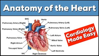 Anatomy of the Heart Structures and Blood Flow Cardiology Made Easy [upl. by Storfer]