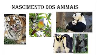 Nascimento e desenvolvimento dos animais [upl. by Llered]