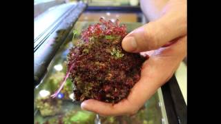 Why study Red Algae [upl. by Hahn]