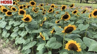 The EASY Way to Plant Rows of SUNFLOWERS [upl. by Hildick347]