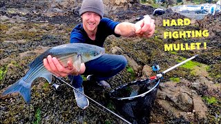 MULLET FISHING  Hard Fighting Fish  How To Catch Mullet [upl. by Amrak]