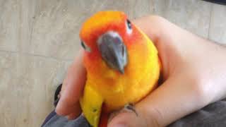 Screaming Sun Conure Plays Outside of Cage [upl. by Eednil131]