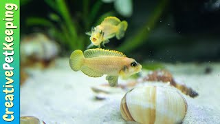 Shell Dwellers  My favorite nano fish Neolamprologus multifasciatus amp Lamprologus ocellatus gold [upl. by Airetnahs]