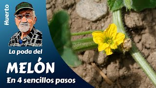 𝗠𝗘𝗟𝗢́𝗡 LA PODA DEL MELÓN EN 4 SENCILLOS PASOS [upl. by Nallak]