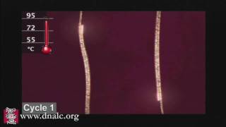 Polymerase Chain Reaction PCR [upl. by Jase624]