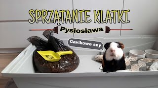 SPRZĄTANIE KLATKI mojej świnki morskiej 🧹🐷 [upl. by Iadrahc]